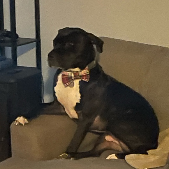 Meet your Posher, Kate - Picture 3 of 3